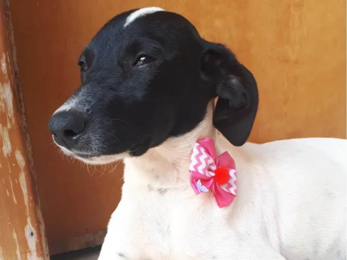 Cachorro ra a SRD-ViraLata idade 2 a 6 meses nome Maya