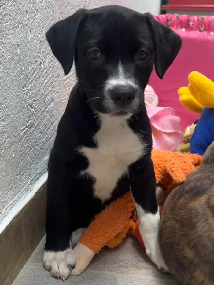 Cachorro raça SRD-ViraLata idade Abaixo de 2 meses nome Penny