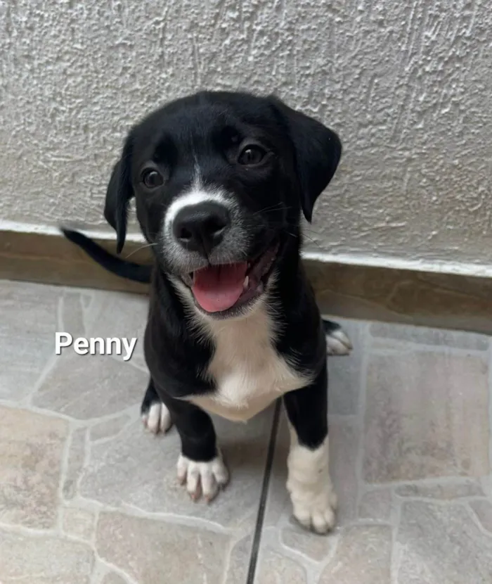 Cachorro raça SRD-ViraLata idade Abaixo de 2 meses nome Penny