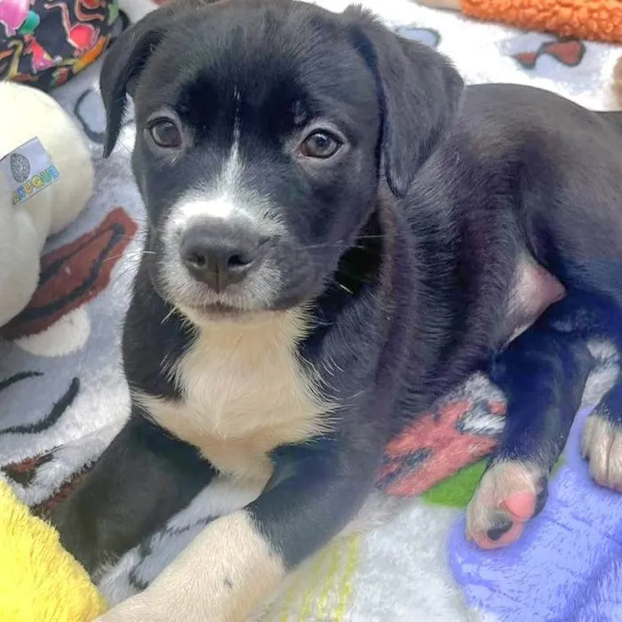 Cachorro raça SRD-ViraLata idade Abaixo de 2 meses nome Penny