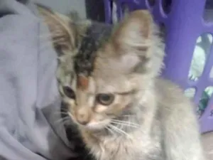 Gato raça Sem raça definida idade 2 a 6 meses nome Sem nome