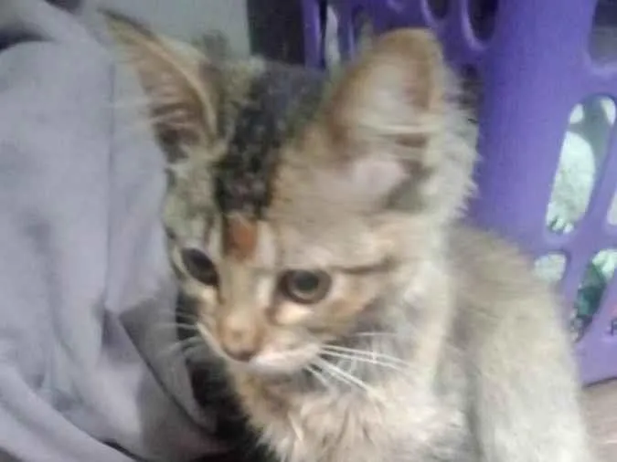 Gato raça Sem raça definida idade 2 a 6 meses nome Sem nome