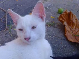 Gato raça SRD-ViraLata idade 2 a 6 meses nome Branquinho