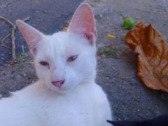 Gato ra a SRD-ViraLata idade 2 a 6 meses nome Branquinho