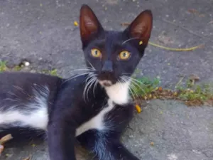 Gato raça SRD-ViraLata idade 2 a 6 meses nome Pretinho 