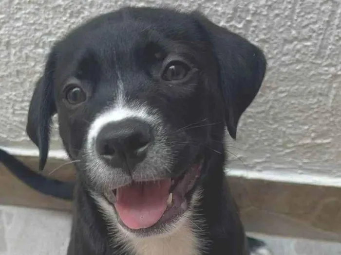Cachorro raça SRD-ViraLata idade Abaixo de 2 meses nome Penny