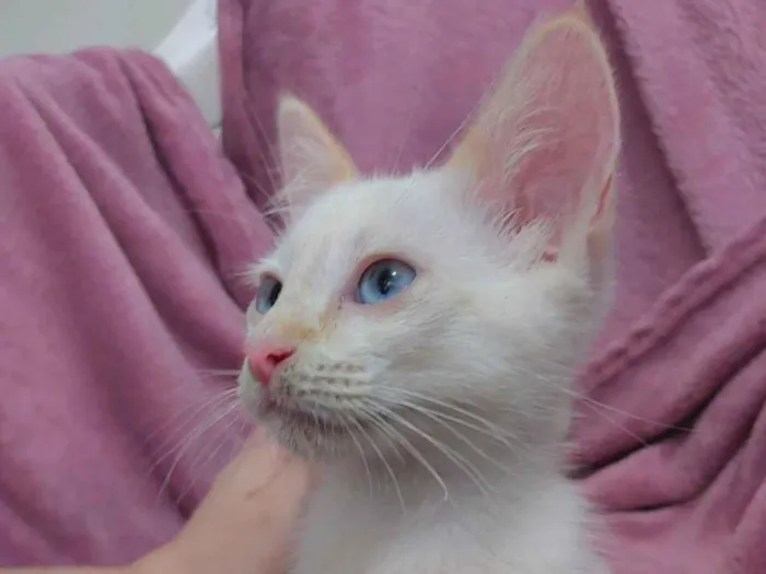 Gato raça SRD-ViraLata idade 2 a 6 meses nome Gin