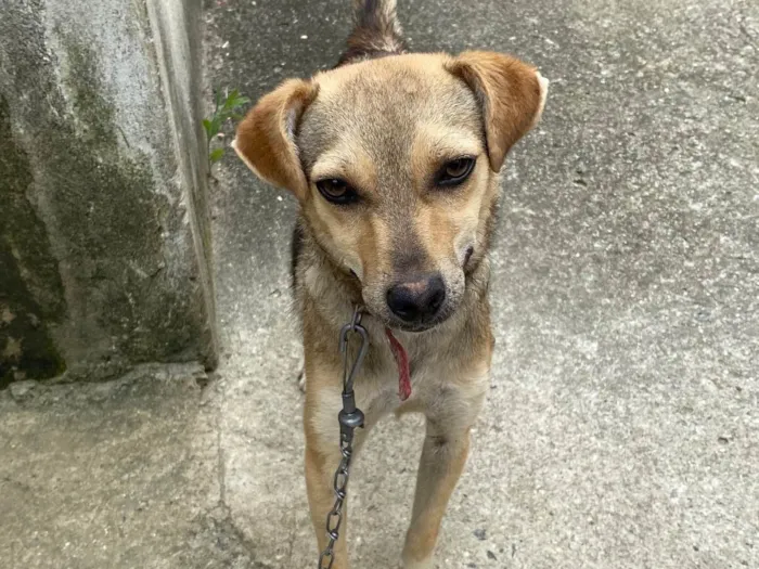 Cachorro ra a vira-lata idade 7 a 11 meses nome Mali