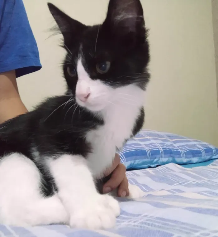 Gato raça Desconhecida idade 2 a 6 meses nome Sem nome 