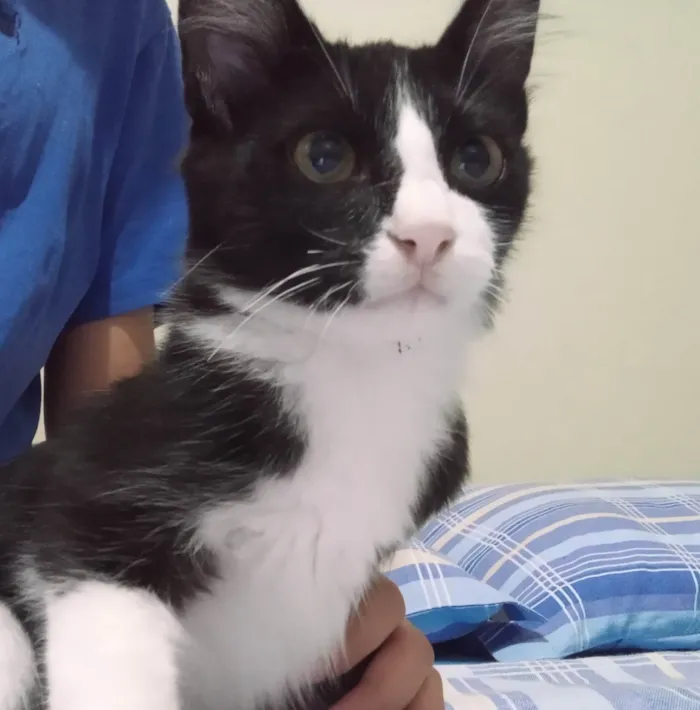 Gato raça Desconhecida idade 2 a 6 meses nome Sem nome 
