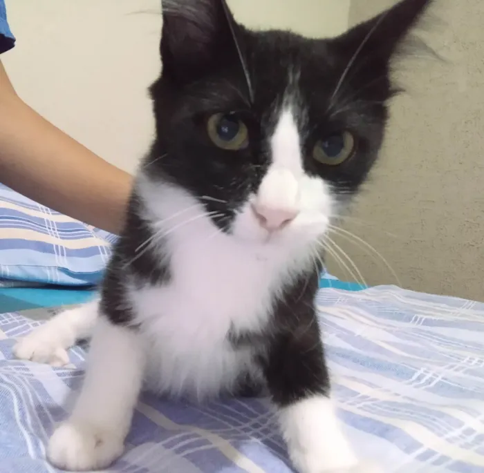 Gato raça Desconhecida idade 2 a 6 meses nome Sem nome 