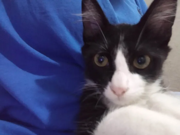 Gato raça Desconhecida idade 2 a 6 meses nome Sem nome 