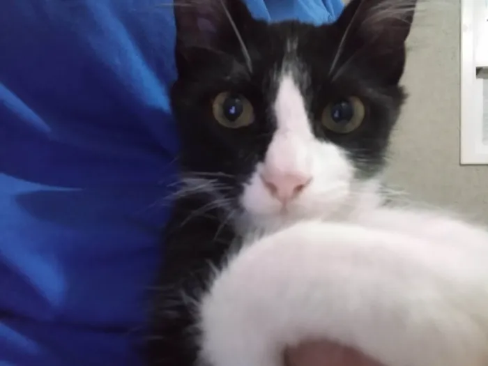 Gato raça Desconhecida idade 2 a 6 meses nome Sem nome 