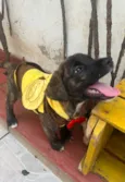 Cachorro raça SRD-ViraLata idade 2 a 6 meses nome Sem Nome 