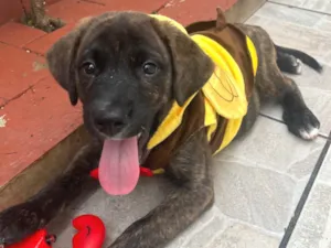 Cachorro raça SRD-ViraLata idade 2 a 6 meses nome Sem Nome 