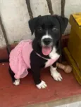 Cachorro raça SRD-ViraLata idade 2 a 6 meses nome Penny