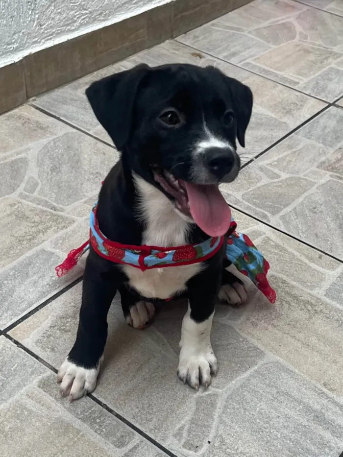 Cachorro raça SRD-ViraLata idade 2 a 6 meses nome Penny