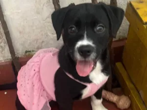 Cachorro raça SRD-ViraLata idade 2 a 6 meses nome Penny
