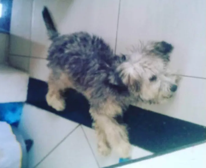 Cachorro raça Poodle idade 2 a 6 meses nome Kiara