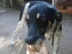 Cachorro raça SRD-ViraLata idade 7 a 11 meses nome Paçoca 