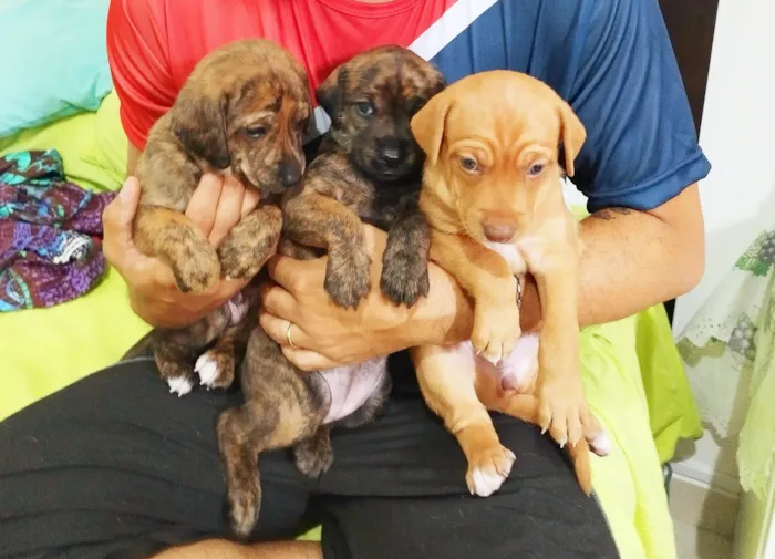 Cachorro ra a SRD-ViraLata idade Abaixo de 2 meses nome Caramelo 