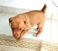 Caramelo