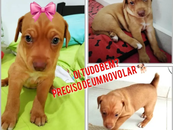Cachorro ra a SRD-ViraLata idade Abaixo de 2 meses nome Caramelo 