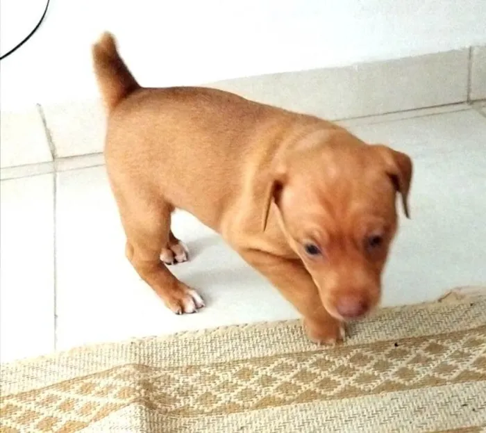 Cachorro ra a SRD-ViraLata idade 2 a 6 meses nome Marronzinha
