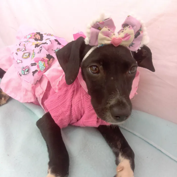 Cachorro raça Srd idade 2 a 6 meses nome Juju