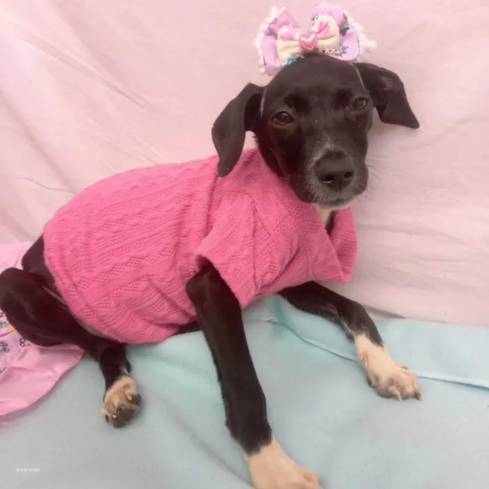 Cachorro raça Srd idade 2 a 6 meses nome Juju