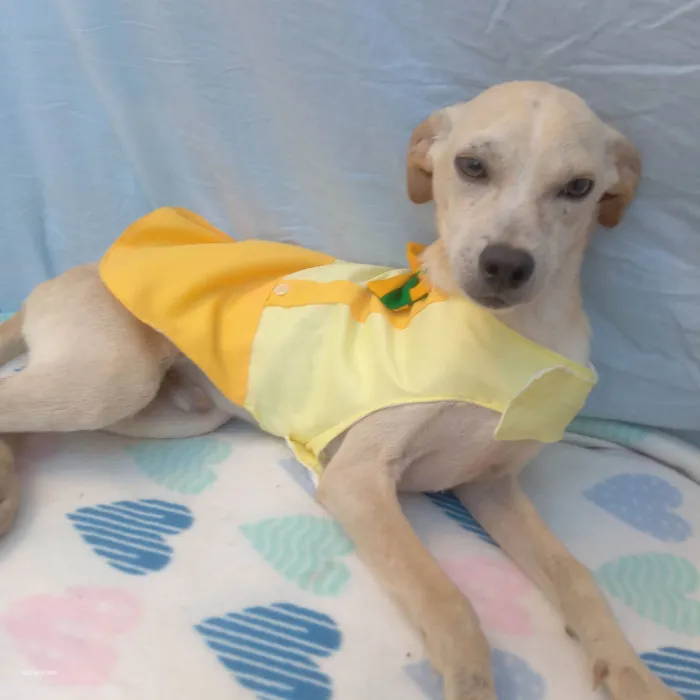 Cachorro raça SRD-ViraLata idade  nome Kiwi