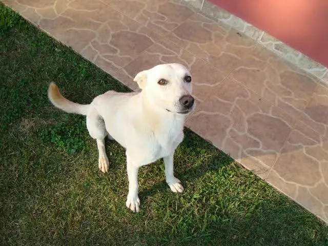 Cachorro ra a SRD-ViraLata idade 3 anos nome Luk