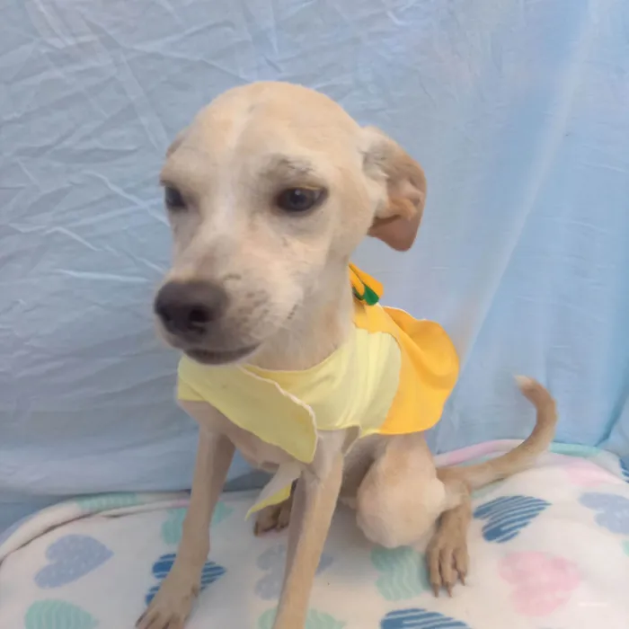 Cachorro raça SRD-ViraLata idade  nome Kiwi