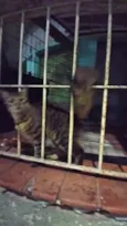 Pavão  ADOTADOOOOO