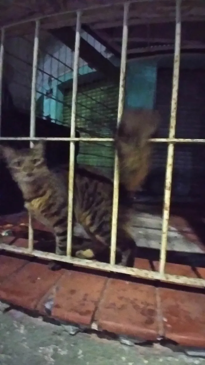 Gato ra a SRD-ViraLata idade 2 a 6 meses nome Pavão  ADOTADOOOOO