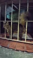 Pavão  ADOTADOOOOO