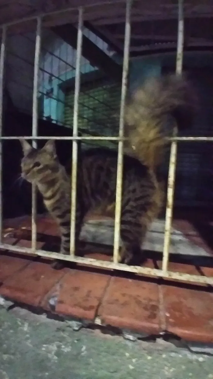 Gato ra a SRD-ViraLata idade 2 a 6 meses nome Pavão  ADOTADOOOOO