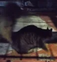 Pavão  ADOTADOOOOO