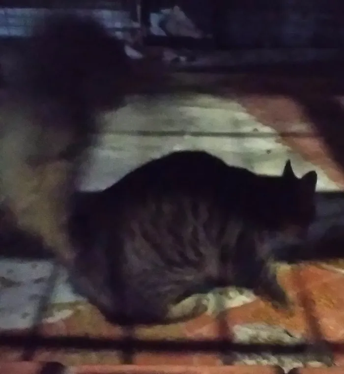 Gato ra a SRD-ViraLata idade 2 a 6 meses nome Pavão  ADOTADOOOOO