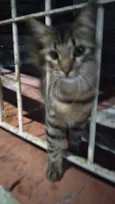 Pavão  ADOTADOOOOO