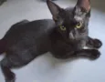 O dono da Fofoca ADOTADO