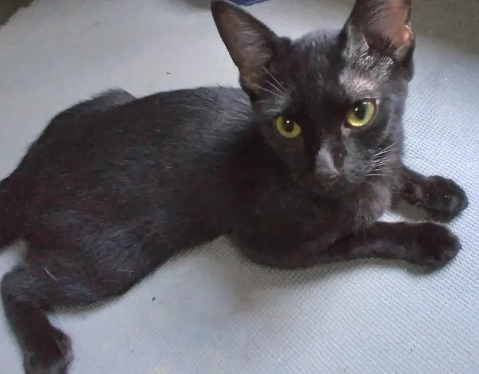 Gato ra a SRD-ViraLata idade 2 a 6 meses nome O dono da Fofoca ADOTADO