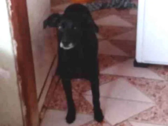 Cachorro raça SRD-ViraLata idade 6 ou mais anos nome Belinha 