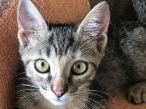Gato raça SRD-ViraLata idade 2 a 6 meses nome Lilith