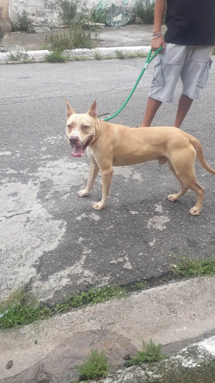 Cachorro ra a Mix Pitbull  idade 7 a 11 meses nome THOR