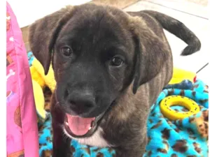Cachorro raça SRD-ViraLata idade Abaixo de 2 meses nome Duke