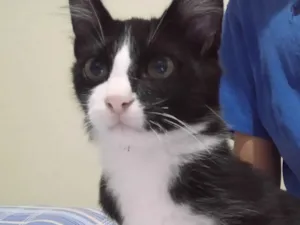 Gato raça Desconhecida idade 2 a 6 meses nome Sem nome 