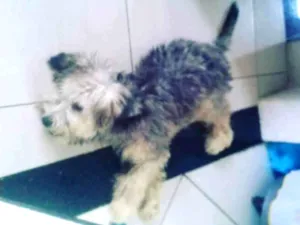Cachorro raça Poodle idade 2 a 6 meses nome Kiara