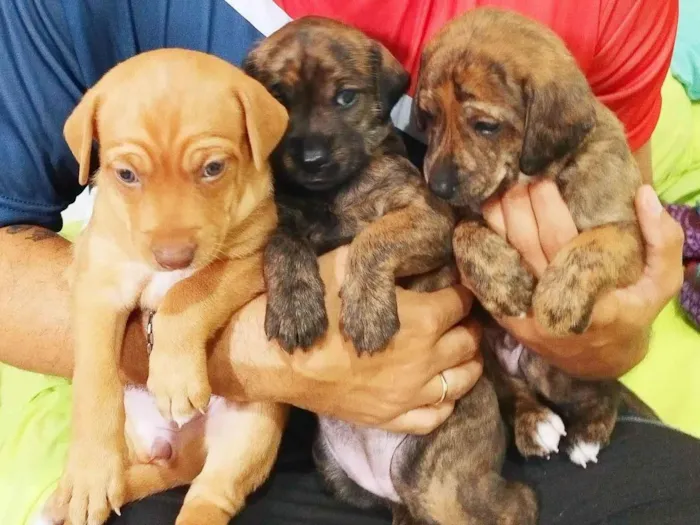 Cachorro ra a SRD-ViraLata idade Abaixo de 2 meses nome Caramelo 