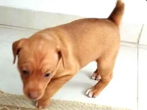 Cachorro raça SRD-ViraLata idade 2 a 6 meses nome Marronzinha